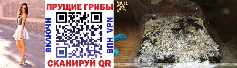 Галлюциногенные грибы MAGIC MUSHROOMS  купить наркотики сайты  Новочебоксарск 